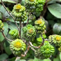 Hedyotis quinquinervia Thwaites